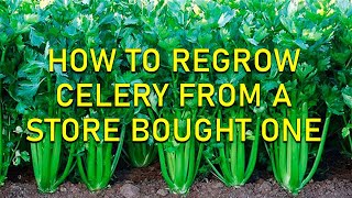 HOW TO REGROW CELERY FROM A STORE BOUGHT ONE  A method that really works [upl. by Adnilemre843]