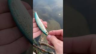 Petit trouvaille du jour  fishingvideo fishing pecheur [upl. by Naihtniroc]