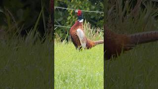 Pheasant distant calling  Bird sounds shorts [upl. by Archy]