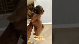 kalvipets madurai shitzu liver colour male puppy available pets shorts transport possible [upl. by Shirah]