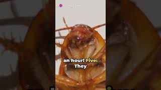 Creepy Crawlers 10 Unsettling Facts about Cockroaches cockroach waterbug insect roach [upl. by Razid]