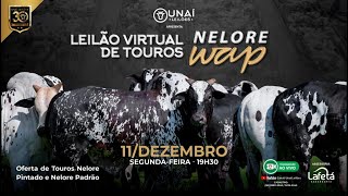 LEILÃO VIRTUAL NELORE WAP  ÚNAÍ LEILÕES [upl. by Natloz]