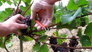 Pinot Gris harvest Burgundy [upl. by Aivatra]