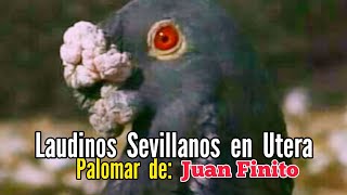 ¡Descubre los Laudinos Sevillano del Palomar Juan Finito Un raza de Palomos Buchones Andaluza [upl. by Azarcon165]