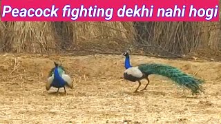 why the Peacock fight everytime peacock [upl. by Krid76]