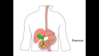 Glucagon and its Functions [upl. by Carmella]