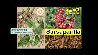 《靈丹妙藥的同類療法》 EP242  菝契 Sarsaparilla Officinalis [upl. by Trainor]