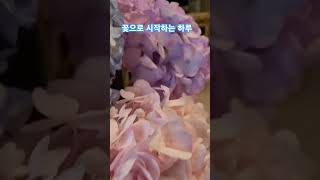 꽃으로 시작하는 하루 flower 수국 hydrangea flowerarrangement 수국색상마리의일상 마리의꽃 꽃으로시작하는하루 꽃으로시작하는아침 [upl. by Ecar]