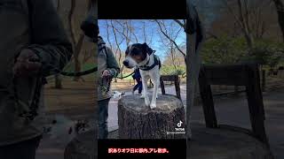 都内の散歩【吉祥寺 井之頭公園 原宿 表参道】 [upl. by Rodama25]