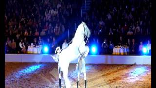 Lippizaner Hengst springt Kapriole in Zeitlupe  Lipizzaner stallion jumping caper in slow motion [upl. by Hras]