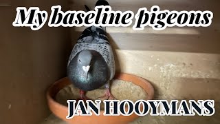 My BaseLine pigeons JAN HOOYMANS  Harry Line  Racing pigeons [upl. by Rheingold952]