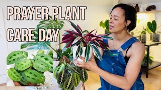 Prayer Plant  Marantaceae Care Day 🙏🏾🪴🧚🏽 [upl. by Ettesus]