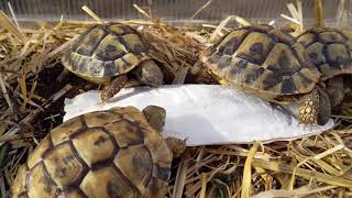 Griekse landschildpad eet sepia [upl. by Dyolf]