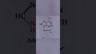 Nitrogenous bases in DNA and RNA [upl. by Raye]