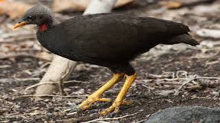 The Micronesian Megapode Natures Master of Compost Incubation [upl. by Elleined]