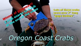 Oregon Coast Crabbing in bays and estuaries Big dungeness crab [upl. by Base]