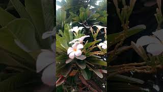 Champa🌼Flowering🌱Plant 4k flowers garden satisfying shorts flower nature gardening new [upl. by Montagu]