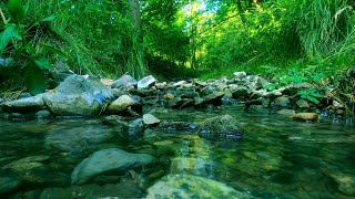 Śpiew ptaków w Zielonym Lesie Leśny Potok dźwięki natury senrelaksnaukaasmr [upl. by Aphra74]