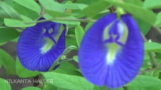 How to care Aparajita clitoria ternatea plant live longer With English Subtitle [upl. by Elyag]