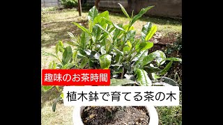 茶の木を植木鉢で育てています。 Tea trees grown in flowerpots [upl. by Yaja]