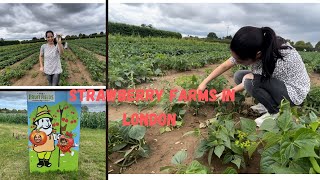 Strawberry Picking At Copas Farms In London Great For Kids [upl. by Aushoj]