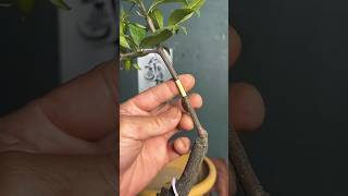 Propagation Plants and Trees Easily shortsvideo shorts youtubeshorts propagation trees [upl. by Engle]