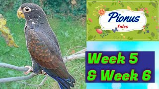 Baby Pionus Parrots 2nd Month in New Home pt1  Weeks 5 and 6  Ep 5 [upl. by Pernell]