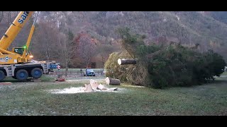 LEDRO ALBERO TAGLIATO IN DISPREZZO DELLA NATURA [upl. by Dareg]