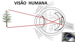 A VISÃO HUMANA UMA EXPLICAÇÃO SIMPLES E DIDÁTICA SOBRE O FUNCIONAMENTO DA NOSSA VISÃO [upl. by Mathias]