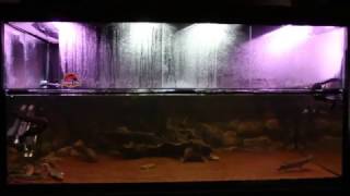 1400L Prehistoric Predator Aquarium Fire Eel Lungfish Gar Bichirs amp Arowana [upl. by Neelhtak]