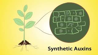 Mode of Action Part 1 Herbicides and Insecticides Hindi [upl. by Neyuq635]