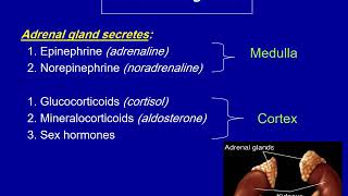 Fall 2020  Oral medicine 3  Lec 1  Pituitary amp adrenal glands [upl. by Yadsendew]