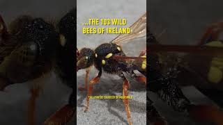 The PROBLEM with Honey Bees rewilding wildbees biodiversity ecosystem beekeeping nature [upl. by Duster111]