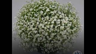 Beautiful Fluffy White Gypsophila Blooms [upl. by Erin]