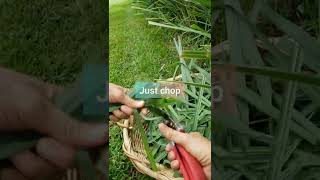 Ways to use lemongrass [upl. by Alleroif180]