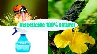 DIY insecticide 100 naturel pour les plantes [upl. by Aral]