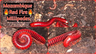 Centrobolus splendidus Red Fire Millipede [upl. by Innej218]