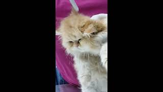 كيف تنظف أذن القطط من اللون الأسود بداخلها How to clean kittens ears [upl. by Naima]