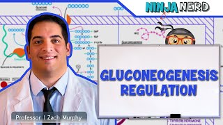 Metabolism  Regulation of Gluconeogenesis [upl. by Eatnuahs]