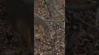 Warrior Iowa whitetail comes RIGHT UNDER US close encounter BEEREAL shorts [upl. by Ardnuhsed]