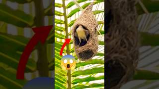 Tailor bird bilding Nest tailor bird sound bird is the world flight adaptation in Birdytshorts [upl. by Childs]