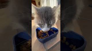 Cat ASMR eating [upl. by Hairahcaz966]