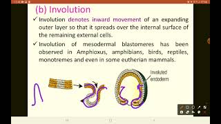 Introduction Gastrulation and Morphogenetic movements [upl. by Maloy]