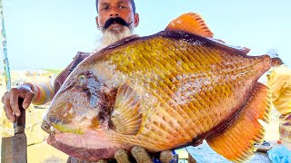 TITAN TRIGGER FISH CUTTING AND SKINNING [upl. by Ahcatan]