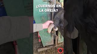 IMPRESIONANTE LO QUE LE PASÓ TIENE ESTA VACA viral granja ganado rancho [upl. by Yerocal535]