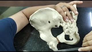 ANATOMY OF GYNECOID PELVIS  PART 2  MALAYALAM  OBG PRACTICAL [upl. by Yremogtnom]