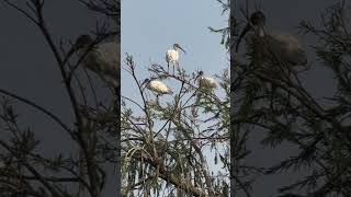 Blackheaded ibis [upl. by Aicilef]