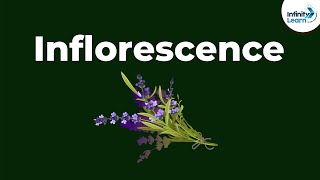 Types of Inflorescence  Morphology of Flowering Plants  Dont Memorise [upl. by Koosis]