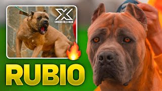 EL CANE CORSO FORMENTINO [upl. by Yaniv]