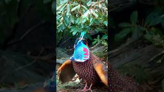 The moment the pheasant puffs up its throat pouch beautifulbirds birds wildlife [upl. by Rednirah]